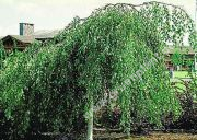 Betula pendula 'Youngii' - Hnge-Birken Baum
