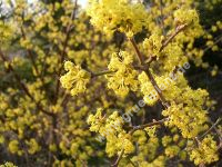 Cornus mas - Kornelkirschen Pflanze-/Baum