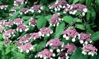 Hydrangea aspera 'Macrophylla' - Fell-/Samthortensie Pflanze