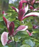 Magnolia liliiflora 'Nigra' - Purpur-Magnolien Pflanze-/Baum