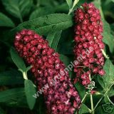 Buddleja davidii 'Royal Red' - Sommerflieder Pflanze