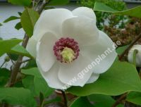 Magnolia sieboldii - Sommermagnolien Pflanze-/Baum