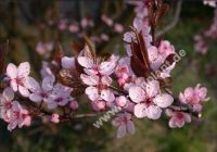 Prunus cerasifera 'Nigra' - Blutpflaume Pflanze-/Baum