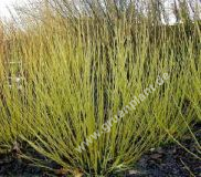 Cornus stolonifera 'Flaviramea' - Gelbholz Hartriegel Pflanze