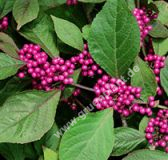 Callicarpa bodinieri 'Profusion' - Liebesperlenstrauch Pflanze