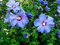 Hibiscus syriacus 'Blue Bird' - Garten-/Strauch-Eibisch Pflanze