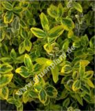 Euonymus Emerald`n Gold - Gelbbunte Kriechspindel Pflanze