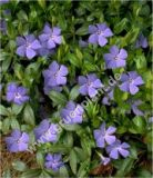 Vinca minor - Blaues Immergrn Pflanze