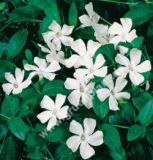 Vinca minor 'Alba' - Weisses Immergrn Pflanze