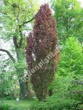 Fagus sylvatica 'Rohan Obelisk'  - Sulen-Blutbuchen Baum