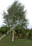Betula utilis 'Doorenbos' / 'Jacquemontii' - Weissrindiger Birken Baum