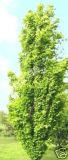 Fagus sylvatica 'Dawyck Gold' - Sulen-Goldbuchen Baum