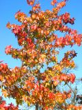 Liquidambar styraciflua - Amerikanischer-Amberbaum