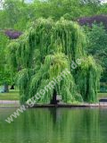 Salix alba 'Tristis Resistenta' - Gelbe Trauerweiden Baum