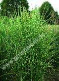 Miscanthus sinensis 'Zebrinus' - Zebraschilf/Zebra-/Stachelschweingras