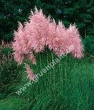 Cortaderia selloana 'Rosea' - Pampasgras Rosa