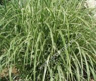 Miscanthus sinensis 'Variegata' - Weissbuntes Chinaschilf