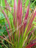 Imperata cylindrica 'Red Baron' - Japanisches Blutgras