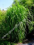 Miscanthus giganteus - Riesen-Chinaschilf