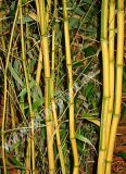 Phyllostachys aureosulcata f. 'Spectabilis' - Zickzack-Bambus Pflanze