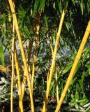 Phyllostachys aureosulcata 'Aureocaulis' - Goldrohr-Bambus Pflanze