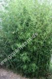 Phyllostachys humilis - Bronze-Bambus Pflanze