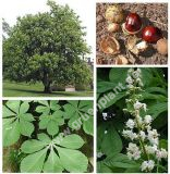 Aesculus hippocastanum - Rokastanien Baum