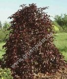 Fagus sylvatica 'Purpurea Pendula' - Hnge-Blutbuchen Baum