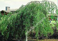 Betula pendula 'Youngii' - Hnge-Birken Baum