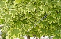 Acer platanoides 'Drummondii' - Buntblaubiger Spitzahorn Baum