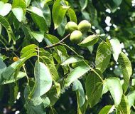 Juglans regia 'Weinsberg 1' - Walnuss-/Edelnuss Baum