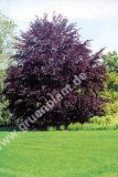 Fagus sylvatica 'Purpurea' - Blutbuche Hecke-/Pflanze-/Baum