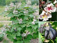 Catalpa erubescens 'Purpurea' - Roter Trompetenbaum