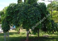 Ulmus glabra 'Camperdownii' - Hnge-Trauerulmen Baum