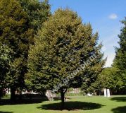 Tilia cordata - Winter-Linden Baum