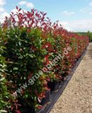 Photinia fraseri 'Red Robin' - Glanzmispel Hecke-/Pflanze-/Baum