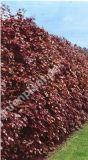 Fagus sylvatica 'Purpurea' - Blutbuche Hecke-/Pflanze-/Baum