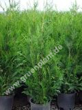 Thuja plicata 'Atrovirens' - Riesen-Lebensbaum Hecke-/Pflanze