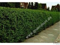 Ligustrum vulgare 'Atrovirens' - Wintergrner Liguster Hecke-/Pflanze-/Baum