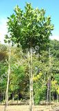 Platanus acerifolia 'Alphons Globe' - Kugel-Platane Baum