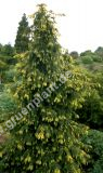 Taxus baccata Dovastonii 'Aurea' - Gelbe Adlerschwingen-Eibe Baum