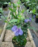 Hibiscus syriacus 'Blue Chiffon' - Garten-/Strauch-Eibisch Pflanze