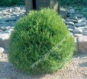 Thuja occidentalis 'Tiny Tim' - Zwerg-Kugel-Lebensbaum