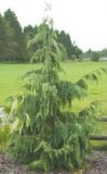 Chamaecyparis nootkatensis 'Pendula' - Hnge-Nootkazypresse Baum