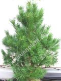 Pinus sylvestris - Wald-Kiefer Fhre Baum