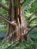 Metasequoia glyptostroboides - Urwelt-Mammutbaum