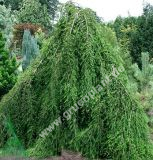 Taxodium distichum 'Cascade Falls' - Hnge-Sumpfzypresse Baum