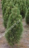 Pinus nigra 'Green Tower' - Sulen-Schwarzkiefer Baum