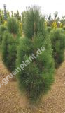 Pinus nigra 'Green Tower' - Sulen-Schwarzkiefer Baum