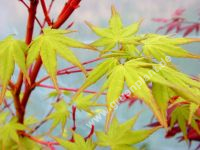 Acer palmatum 'Sangokaku' - Japanischer Korallenrinden-Ahorn Baum